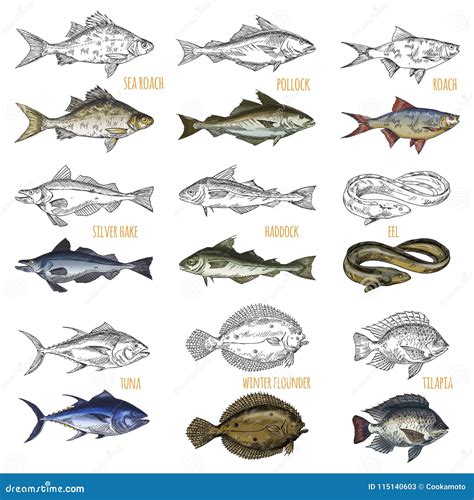 Types Of Ocean Fish