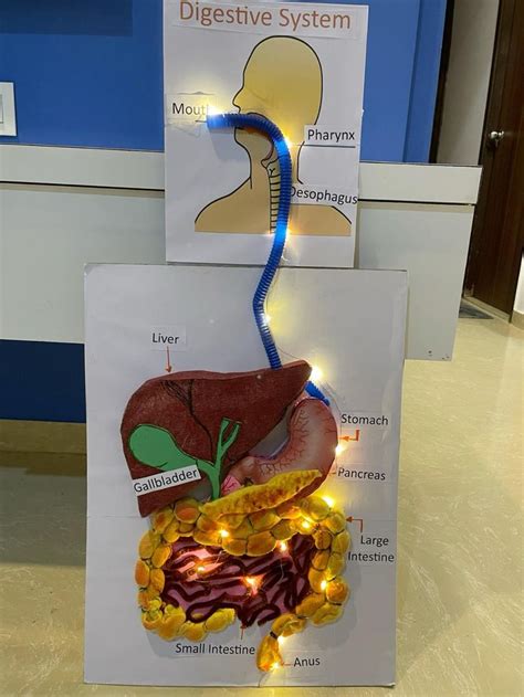 DIY Digestive System Project 的图像结果