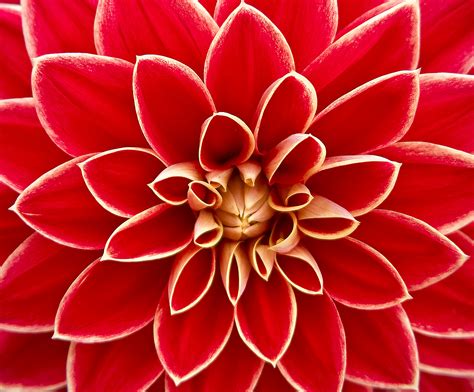 Free Images : blossom, flower, petal, bloom, red, pink, flora, close up ...