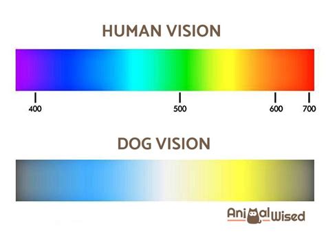 How Dogs See Colors 的图像结果
