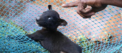 India: How Goa Succeeded in Eliminating Rabies | NewsClick