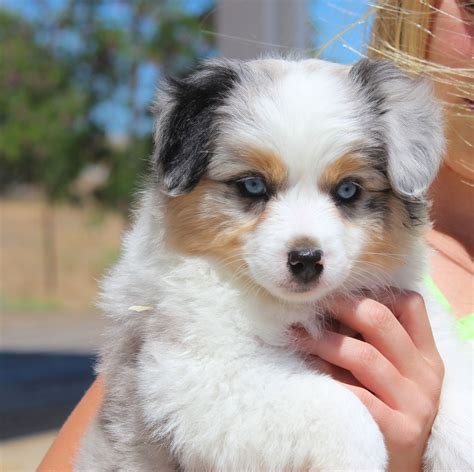 Toy Miniature Australian Shepherd at Cynthia Brandenburg blog