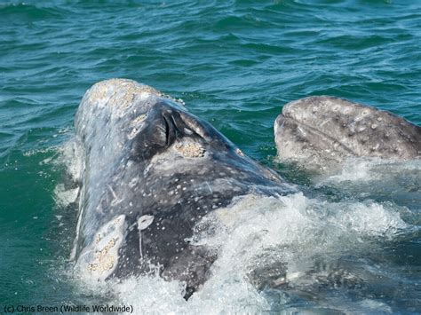 Great Whale Gatherings | Meer