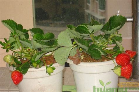 家庭阳台草莓种植方法-种植技术-中国花木网