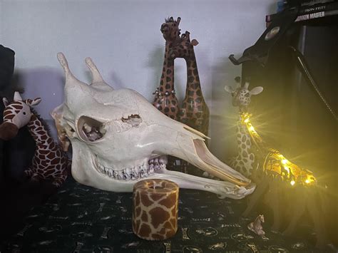 My Giraffe 🦒 skull : r/skulls