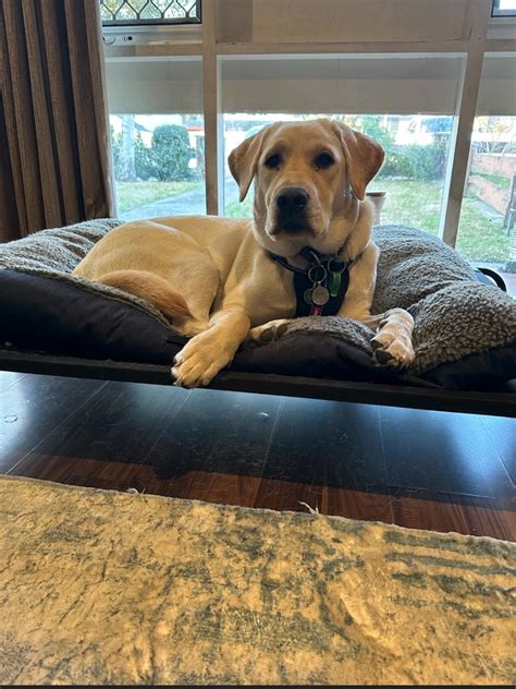 Image result for Springvale Eating Pets