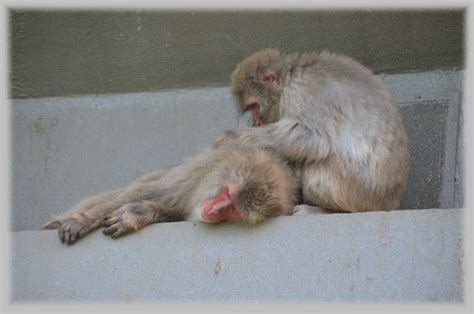 Image result for Alien Monkeys Cracker