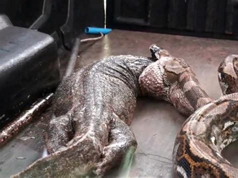 Giant Pet Python 的图像结果