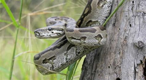 Image result for Catching Invasive Pythons