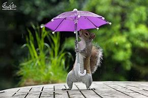 Image result for Cute Rain Animals