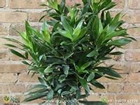 Buy Dracaena plants | Buy From Agropack