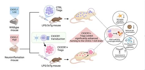 Adoptive Transfer of CX3CR1-Transduced Tregs Homing to the Forebrain in ...
