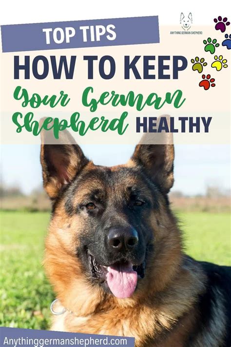 Image result for German Shepherd Exercise Chart