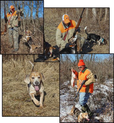 Hunting Dogs Beagles at Ronald Whitehurst blog