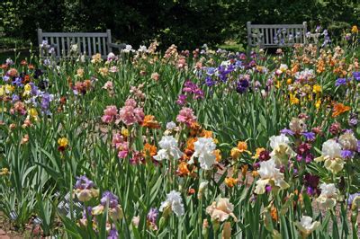 Image result for Iris Form Classification Example