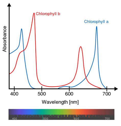 An overview of the mechanism of photosynthesis — lesson. Science CBSE ...