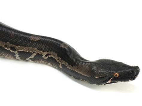 Short Tail Python Complex 的图像结果