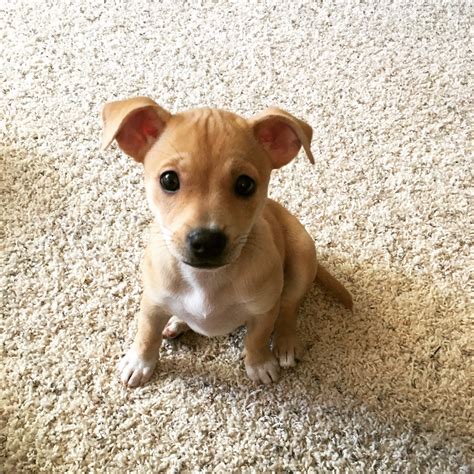 What Does A Dotson Dog Look Like at Andrea Cahill blog