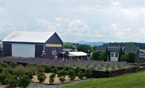 Take a Walking Tour at White Oak Lavender Farm