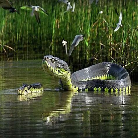 Image result for Python Snake Adaptations