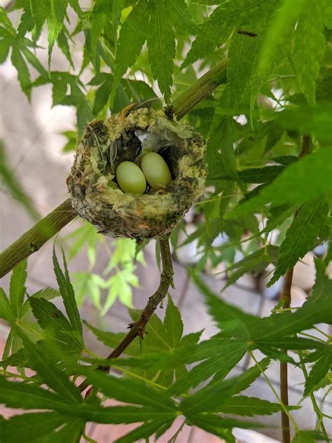Hummingbird Egg Hatching