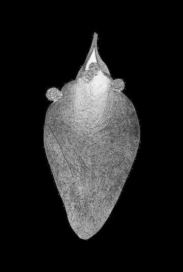 Leaves close view background leaf shape black and white monochrome ...
