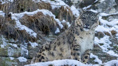 The Secret Life of Snow Leopards in the Himalayas - Animals Around The Globe