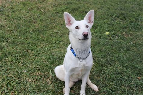 Adoptable Animals on Website | Beverly Animal Shelter