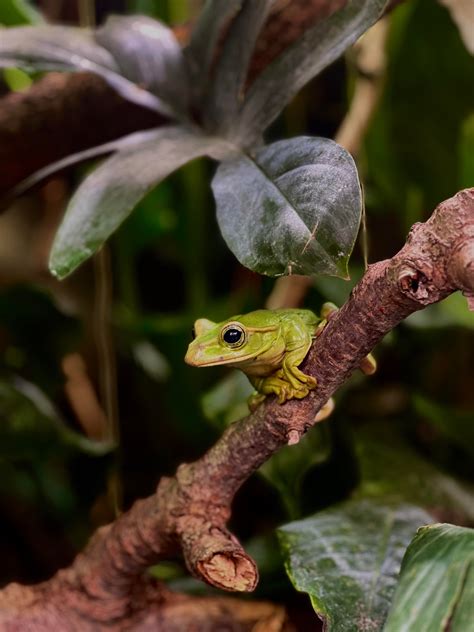 Photogenic animals from the zoo:) : r/Animals