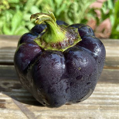 Zulu Black Sweet Pepper - Heirloom 15 seeds