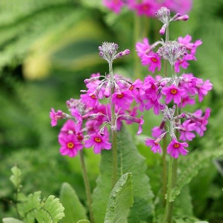 Buy Alpines & rockeries - Special features: Fast growing, Soil type ...