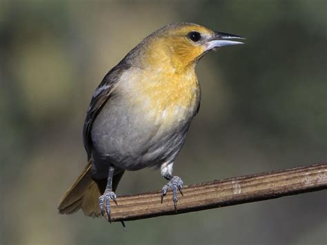 Bullock's Oriole (west) | Celebrate Urban Birds