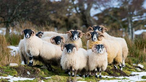 Bing image: Scottish Blackface sheep, Aberdeenshire, Scotland - Bing ...