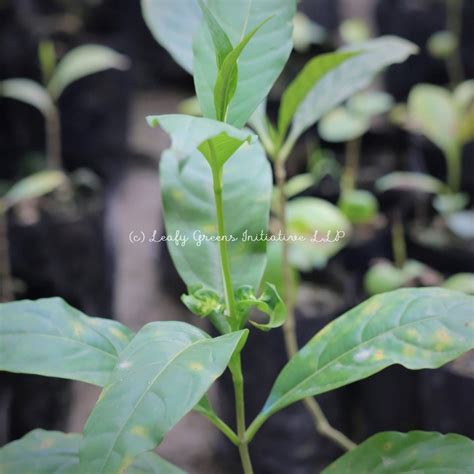 Indian Snakeroot (সর্পগন্ধা) – Leafy Greens Initiative