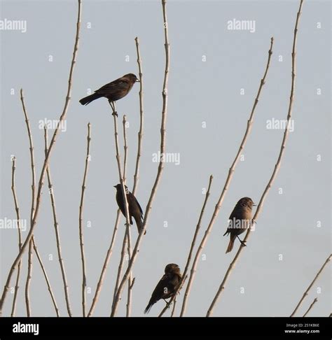 Yellow-winged Blackbird (Agelasticus thilius Stock Photo - Alamy