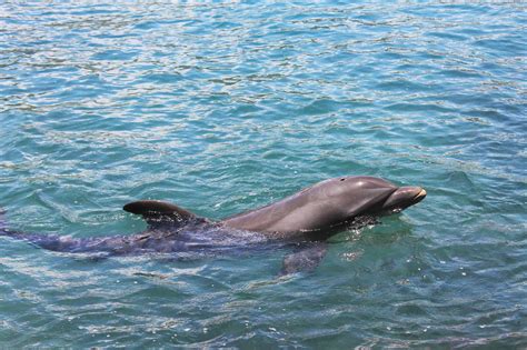 Dolphin Predators: These 6 Animals Kill and Eat Dolphins - AZ Animals