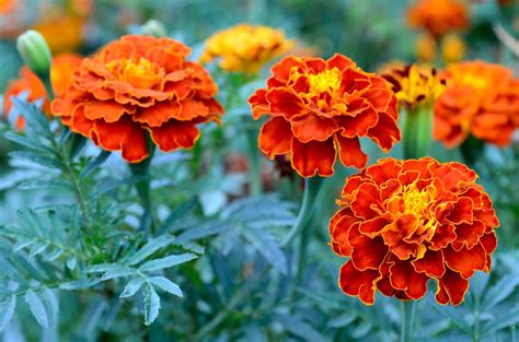 What Are Marigolds