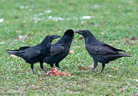 Unraveling The Enigma Of The Suoirensu Raven: Discoveries And Insights