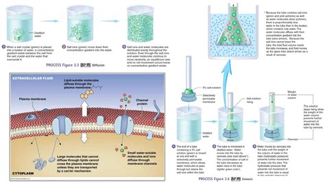 Image result for Channel Protein