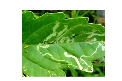 Organic & Bio Fertilizer Manufacturer | Organic & Bio Pesticide – SSCL