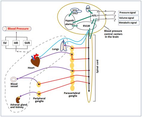 Shock Pathophysiology 的图像结果