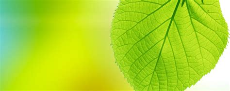 Download wallpaper summer, sheet, background, section nature in ...