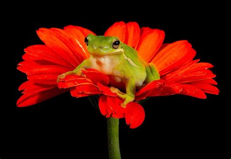 Tree Frog Desktop 的图像结果
