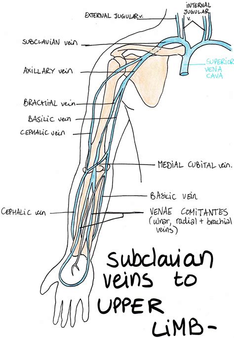 Anatomy Vein Diagram