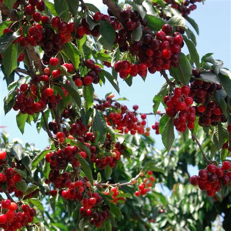 Stella Cherry Trees for Sale | FastGrowingTrees.com
