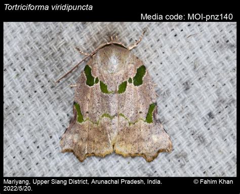 Tortriciforma viridipuncta Hampson, 1894 - | Moths