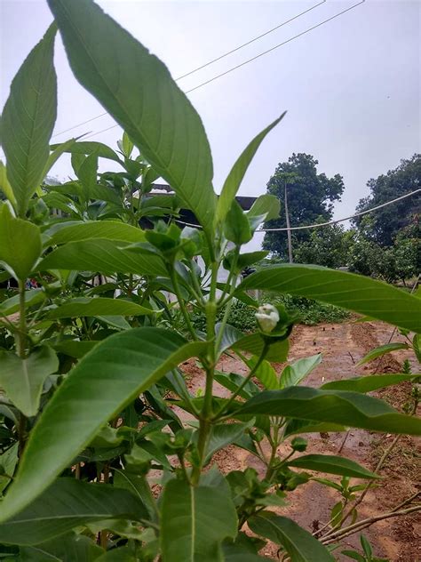 National Innovation Foundation-India