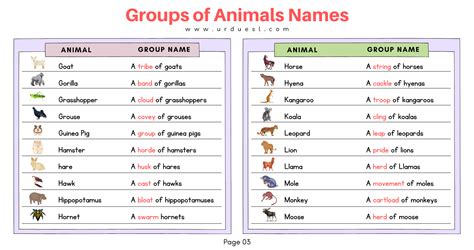 List of Groups of Animals Names with Images and Download Pdf