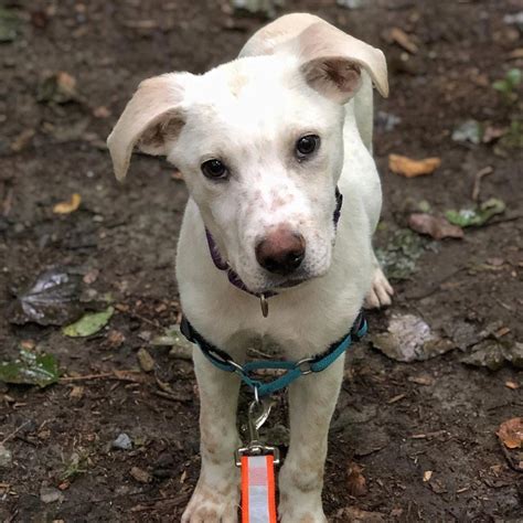 Windham County Humane Society