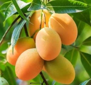 alphonso langda chousa mango Mango Plant Price in India - Buy alphonso ...